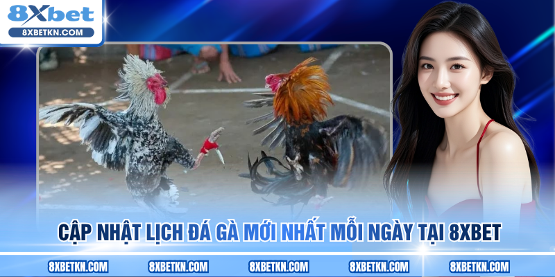 Cập nhật lịch đá gà mới nhất mỗi ngày tại 8XBET