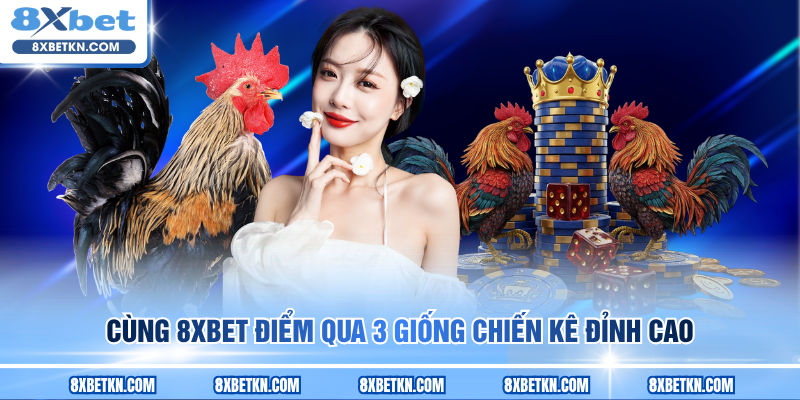 Cùng 8XBET điểm qua 3 giống chiến kê đỉnh cao