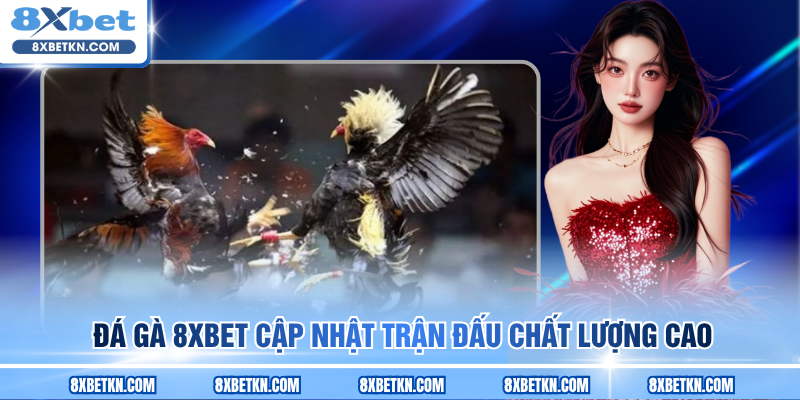 Đá gà 8XBET cập nhật trận đấu chất lượng cao