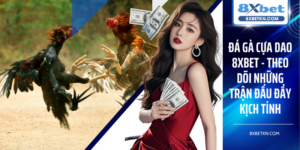 Đá Gà Cựa Dao 8XBET - Theo Dõi Những Trận Đấu Đầy Kịch Tính