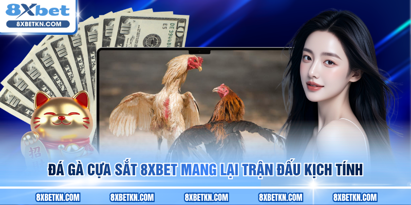 Đá gà cựa sắt 8XBET mang lại trận đấu kịch tính