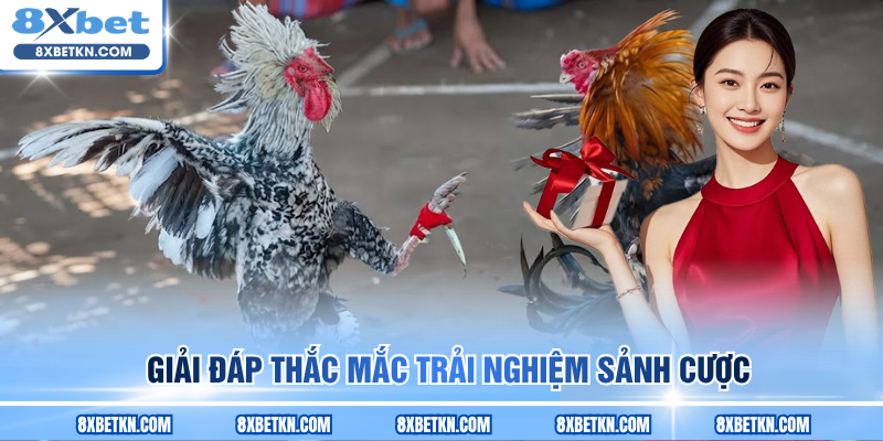 Giải đáp thắc mắc trải nghiệm sảnh cược